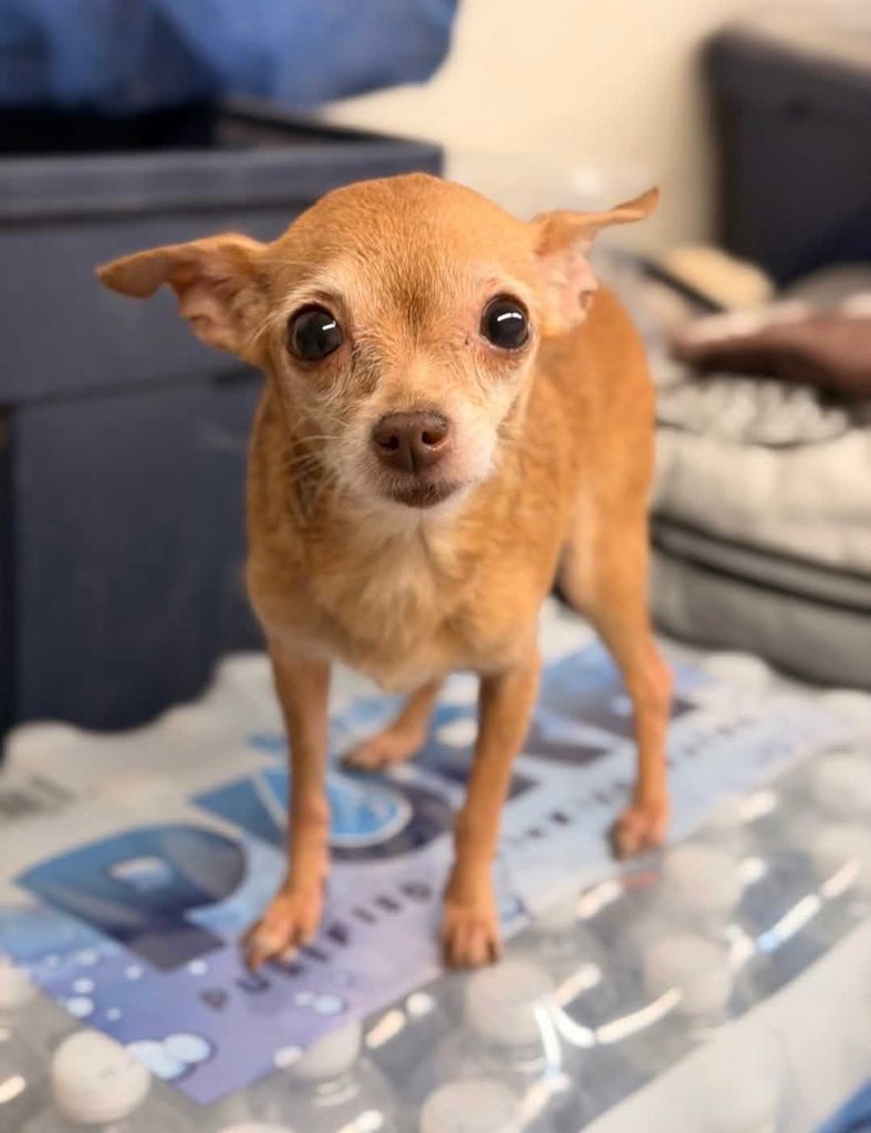 Chihuahua - saved thanks to One Tail at a Time