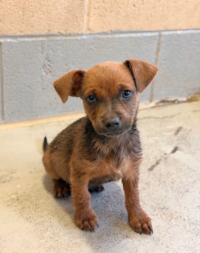 sweet puppy rescued by One Tail at a Time of West Texas