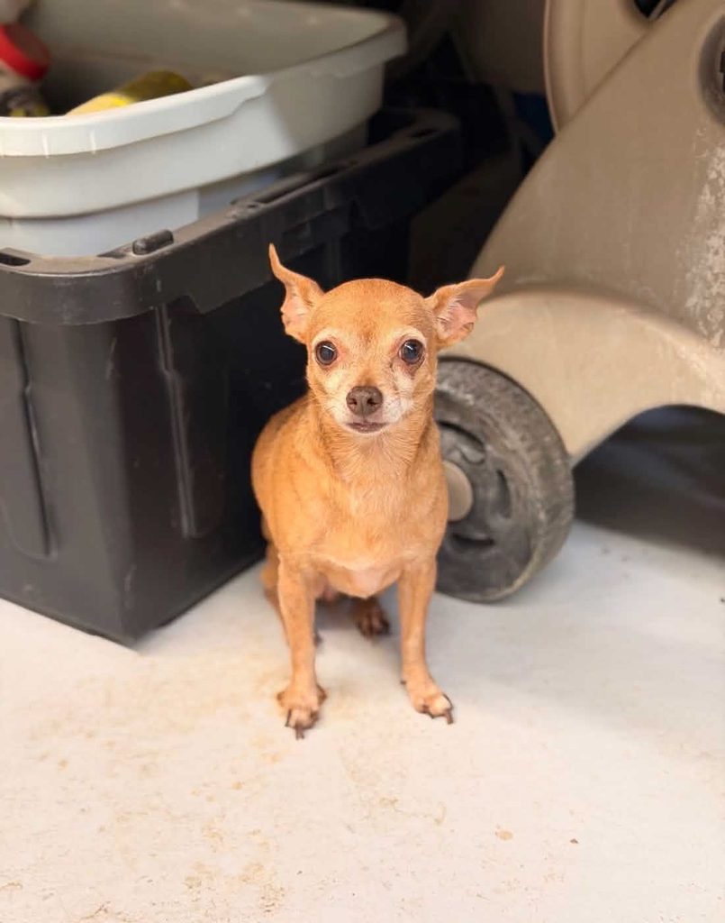 rescued Chihuahua waits to be rehomed by One Tail at a Time