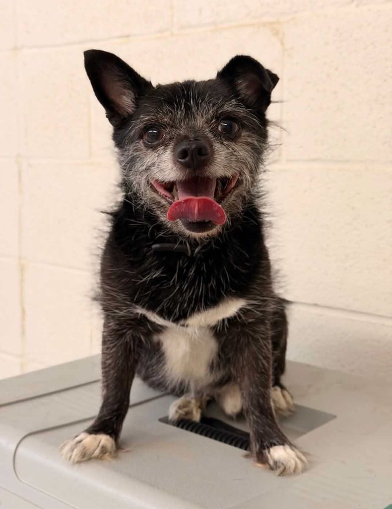 parg gremlin part dog saved by One Tail at a Time of West Texas