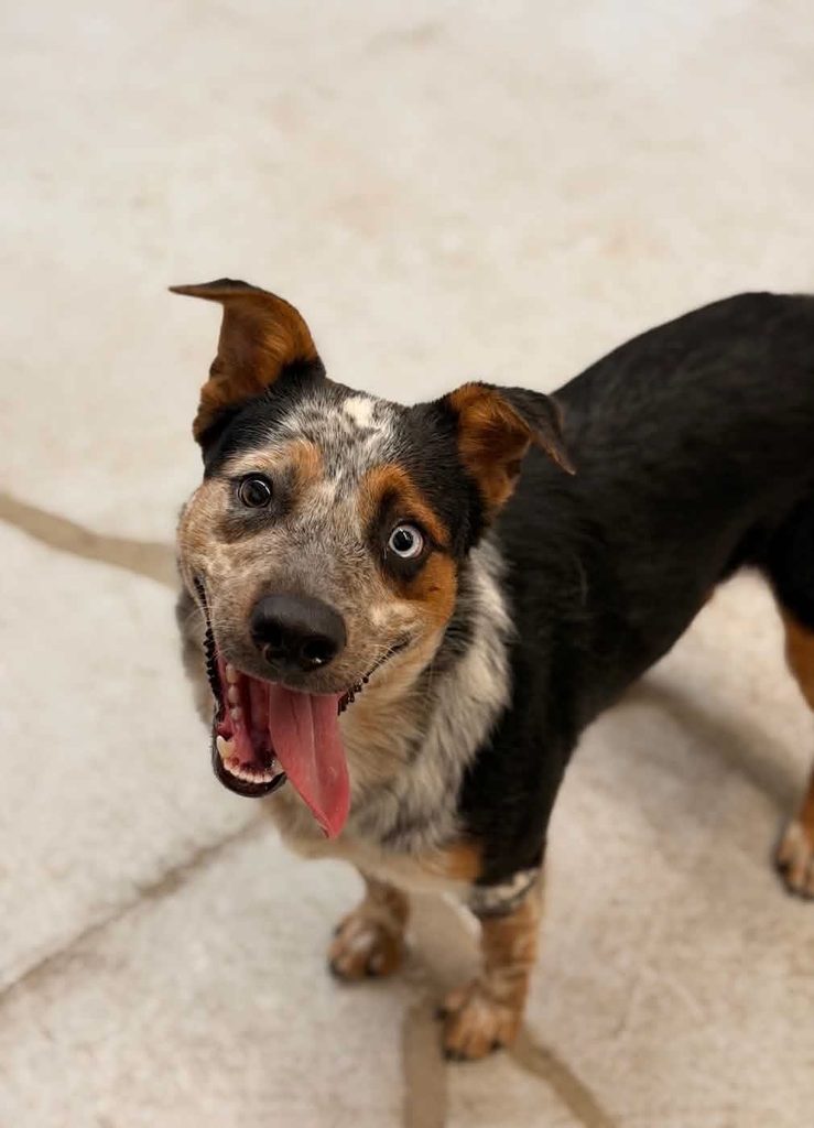 dog with different colored eyes and floppy ears - saved by One Tail at a Time of West Texas