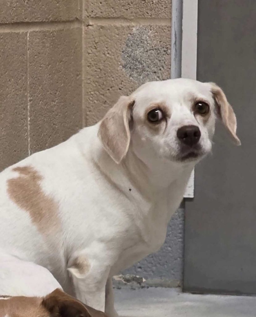 an older dog rescued with the help of One Tail at a Time West Texas