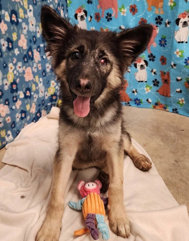 young German Shepherd mix with one eye, saved by One Tail at a Time of West Texas