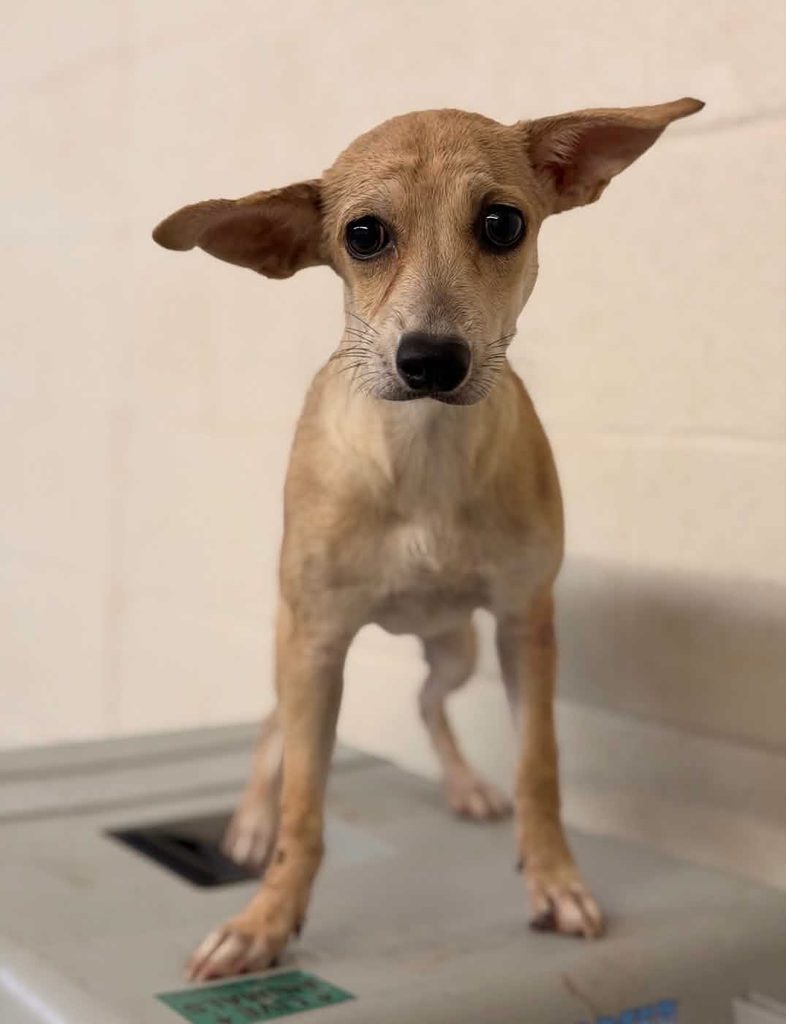 Sad-looking puppy with light tan coat and crooked ears - rescued by One Tail at a Time of West Texas