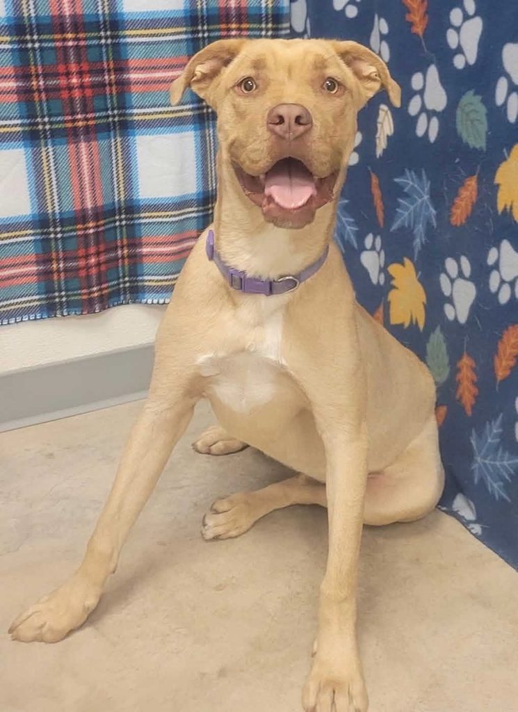 eager young dog rescued by One Tail at a Time of West Texas